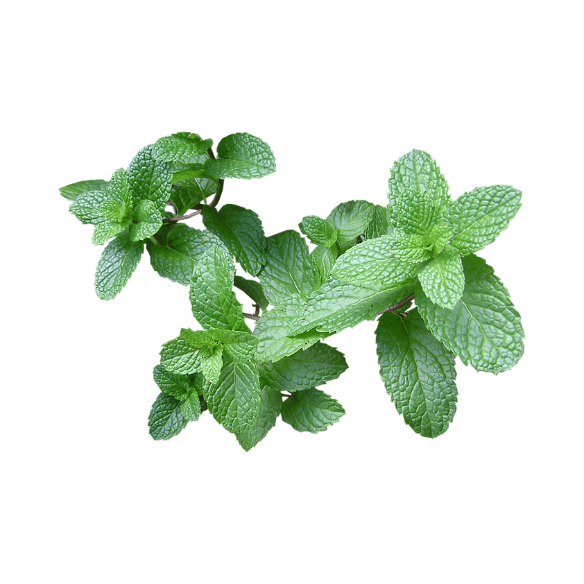 Mint (bunch)