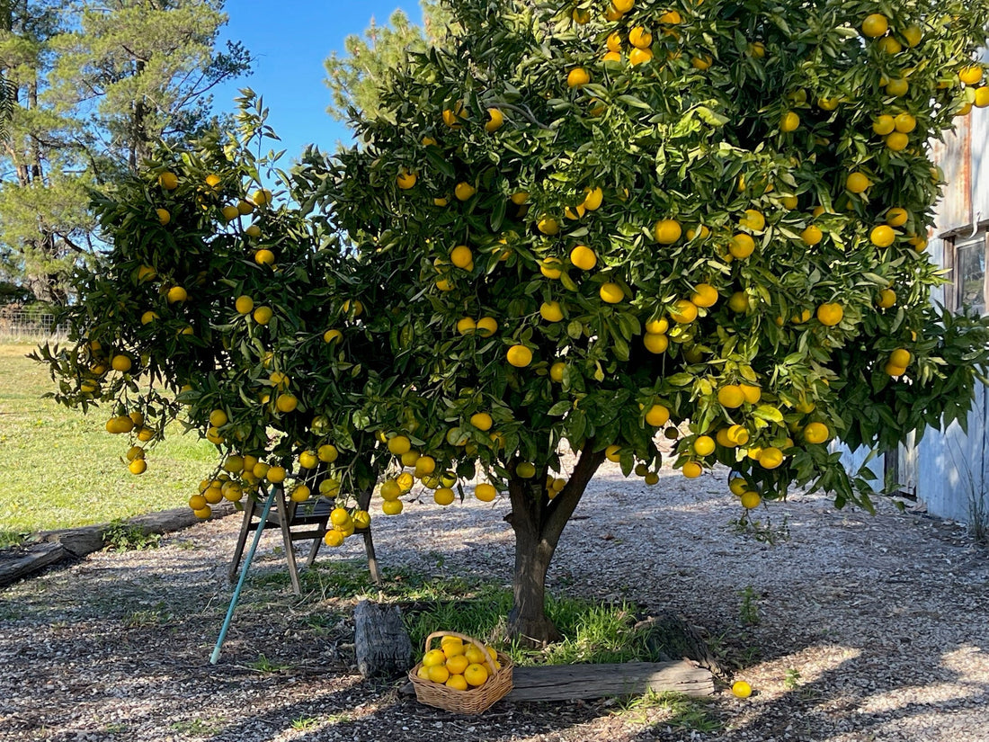 The Micronutrient Gap: How Local Food Fills What Supermarket Produce Can't