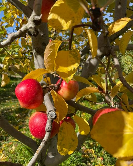 The Health Benefits of Eating Fresher, Locally Produced Food