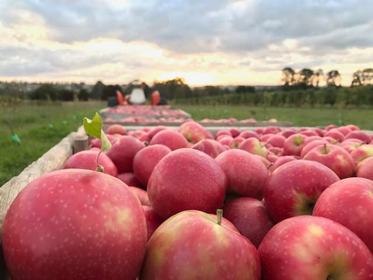 Why Your Orange-Grown Produce Might Travel to Sydney and Back Before You Buy It