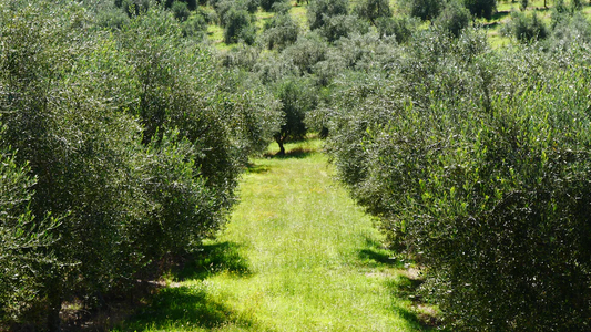 YourMarket Producer of the Month (July 24) - Tawarri Grove