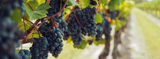 Elevation, Soil, and Time: Why Orange Wines Taste Completely Different