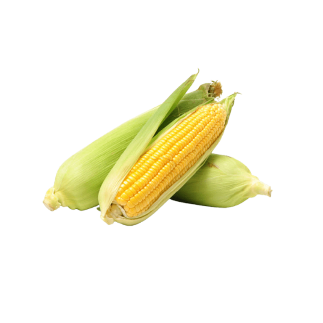 Sweet Corn Cob - Large