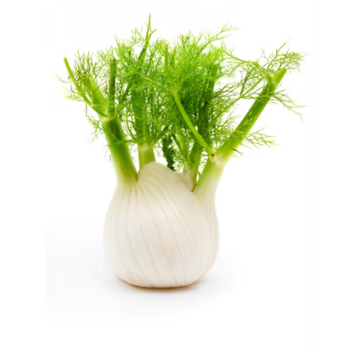 Fennel