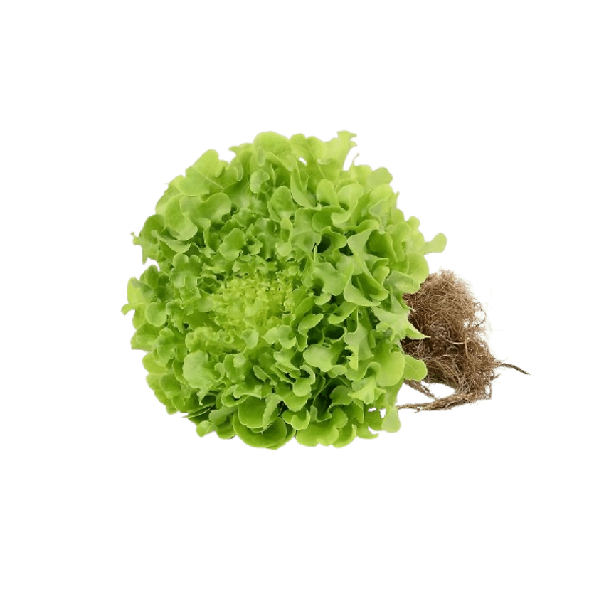 Green Oak (ea)