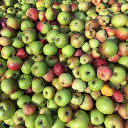 Rustic Harvest Apples